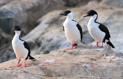 Imperial Shag