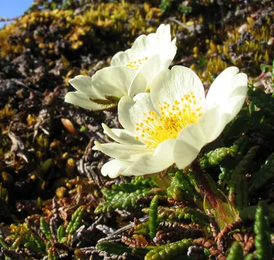 Eightpetal mountain-avens