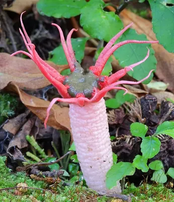 Aseroe rubra