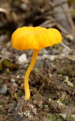 Lichenomphalia chromacea