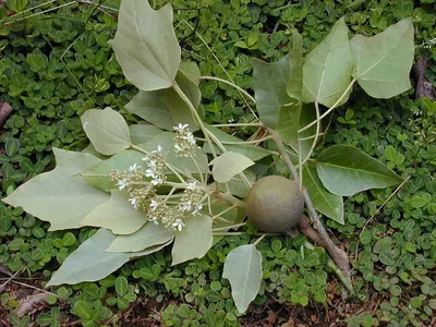 Candlenut