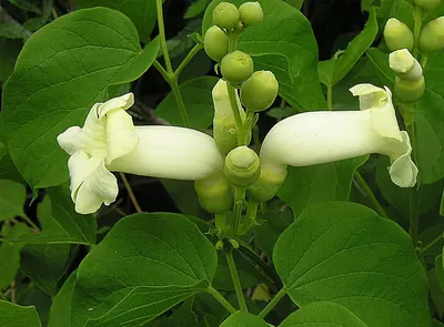 Amphilophium crucigerum