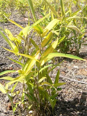 Pleioblastus viridistriatus