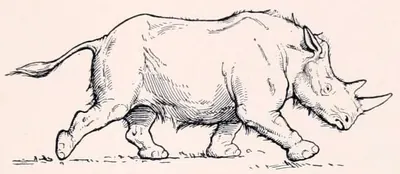 Dicerorhinus hemitoechus
