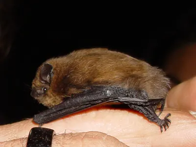 Pipistrelle, common pipistrelle
