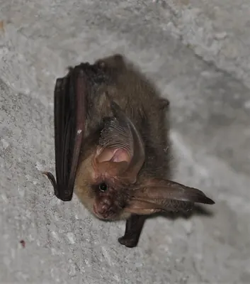 Brown Big-eared Bat
