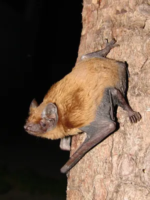 Noctule, common noctule
