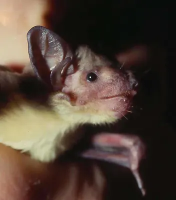 African Yellow Bat