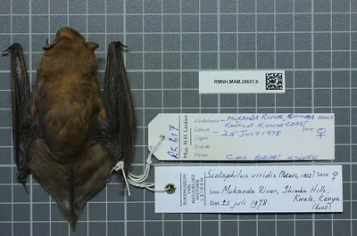 Green House Bat