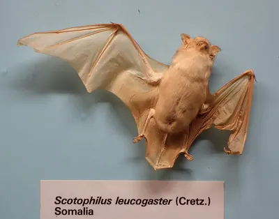 White-bellied Yellow Bat