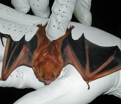 Red Bat