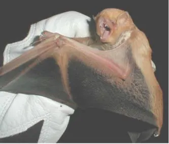 Western Red Bat (U.S.)