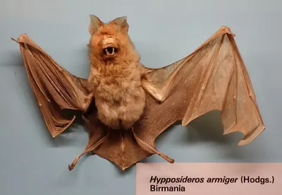 Great Leaf-nosed Bat