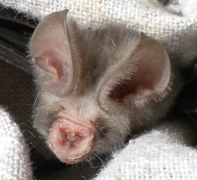 Sundevall's Leafnosed Bat