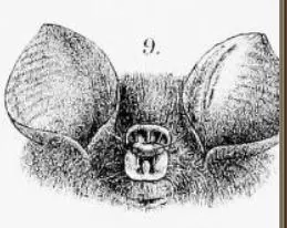 Bicoloured leaf-nosed bat