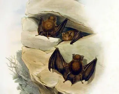 Fawn-colored Leaf-nosed Bat