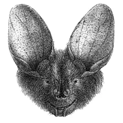 Large-eared Slit-faced Bat