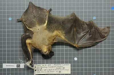 Large Slit-faced Bat