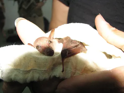 Dagger-toothed Long-nosed Fruit Bat