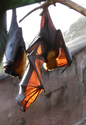 Large Flying Fox