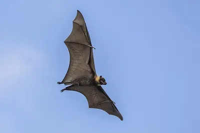 Pacific Flying Fox