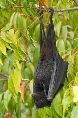 Central Flying Fox