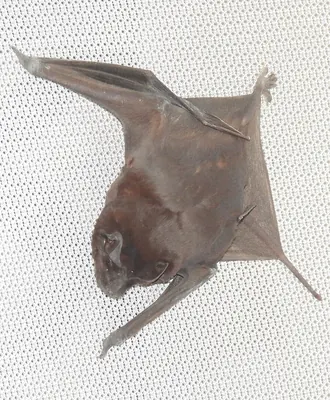 Pallas's Mastiff Bat