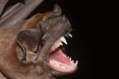 Sinaloan Mastiff Bat