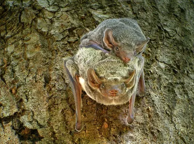 Tomb Bat