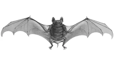 Geoffroy’s Tomb Bat