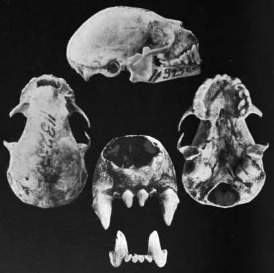White-shouldered Bat