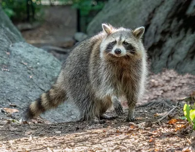Northern Raccoon