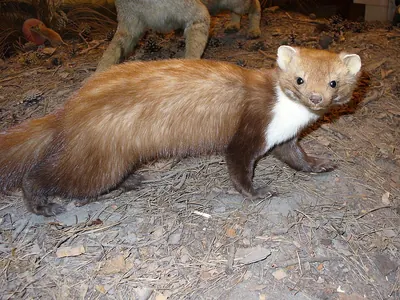 Stone marten, beech marten
