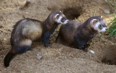 Western polecat, polecat