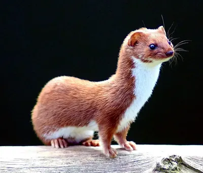 Weasel, least weasel
