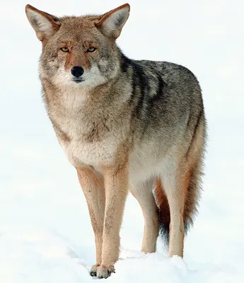Prairie wolf