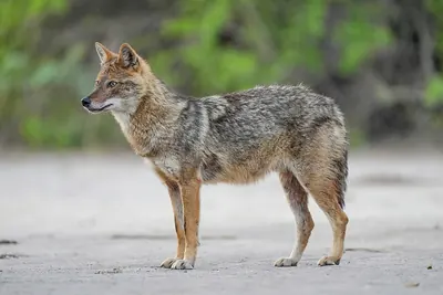 Common Jackal