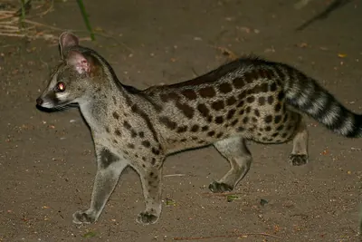 Rusty-spotted Genet