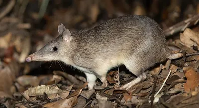 Long-nosed Bandicoot