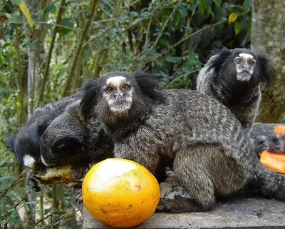 Black-pencilled Marmoset