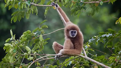 Common Gibbon