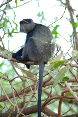 Sykes’s Monkey