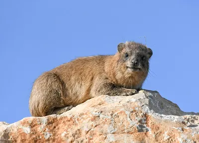 Rock hyrax