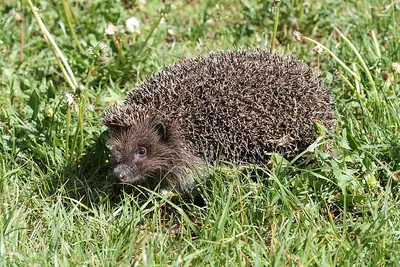 Northern White-breasted Hedgehog