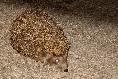 Eastern European Hedgehog