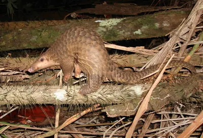 Malayan Pangolin
