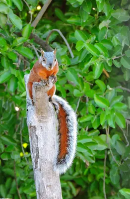 Mexican Grey Squirrel