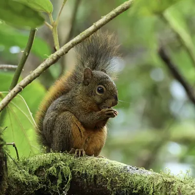 Red-tailed Squirrel