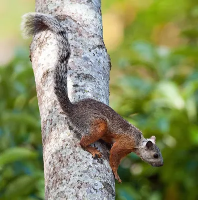 Variegated Squirrel