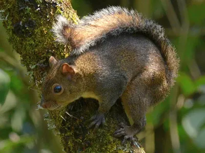 Deppe’s Squirrel